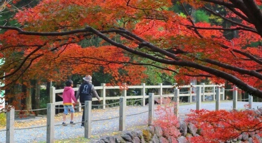 紅葉散策