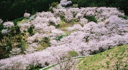 観音が池市民の森