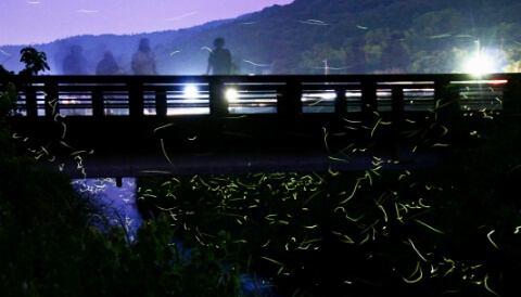 ホタル（荒川）